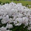 Phlox 'Fashionably Early Crystal'