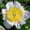 Paeonia lactiflora 'Honey Gold'