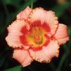 Hemerocallis 'Strawberry Candy'