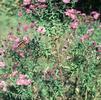 Aster (syn Symphyotrichum) novae-angliae